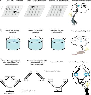 Higher-Order Conditioning in the Spatial Domain